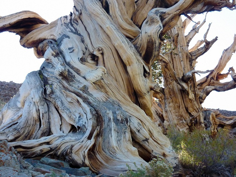 The Great Basin Bristlecone Pines, the oldest tree on earth The World of Knowledge